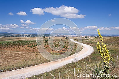 White Dirt Road Winding Stock Photo