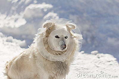 White furry yard dog sitting in the snow Stock Photo