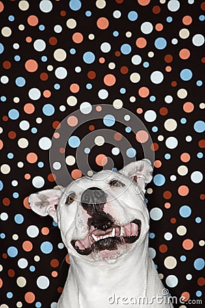 White dog against polka dot background. Stock Photo