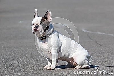 A white dog with black spots sits and turns his head to look at the photographer. Close-up. Pets. Stock Photo