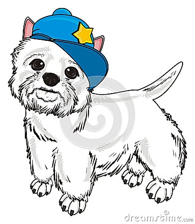 White dog in blue cap Stock Photo