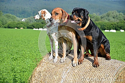 White dog, brown ridgeback and black rottweiler sit on roll of straw on green meadow Stock Photo