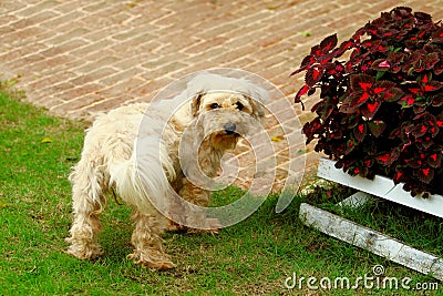 White dog in garden Stock Photo