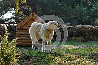 White dog. Guard dog Stock Photo