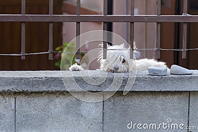 White dog is guarding house and looking at the passersby. Cute hound behind metal fence is standing at the garden gate and Stock Photo
