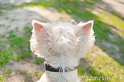 Head of a white fluffy dog with large triangular protruding ears Stock Photo