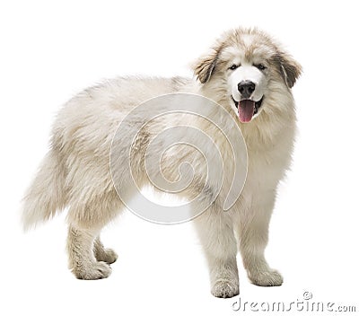 White Dog Husky Puppy, Whelp Isolated over White Background Stock Photo