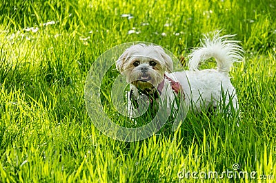 White dog in long green grass Stock Photo