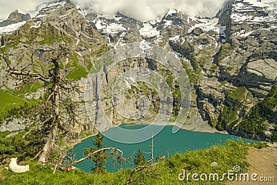 White dog looking at beautiful Oeschinensee Stock Photo