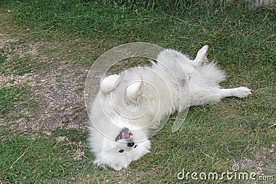 White dog lying on his back and smiling Stock Photo