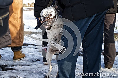 A white dog in a muzzle hides behind the feet of the owner among a crowd of people. The interaction of humans and animals Stock Photo
