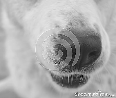 White dog nose Stock Photo