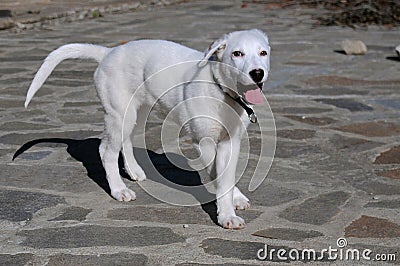White dog on patio Stock Photo