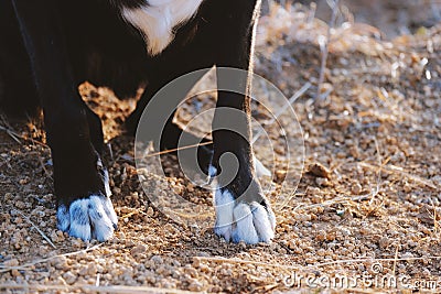 Dog paws on dirt Stock Photo