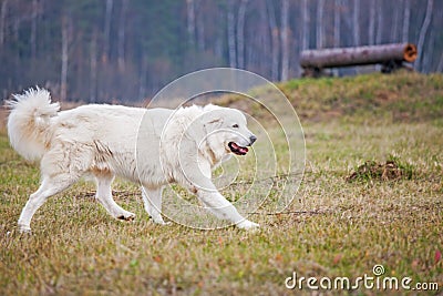 A white dog runs across the grass Stock Photo