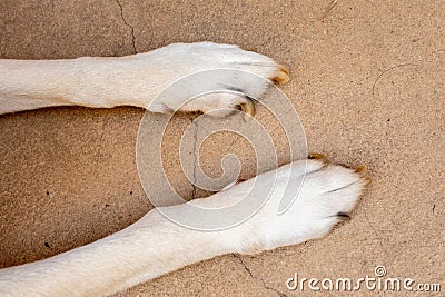 A white dogs paws showing overgrown nails Stock Photo