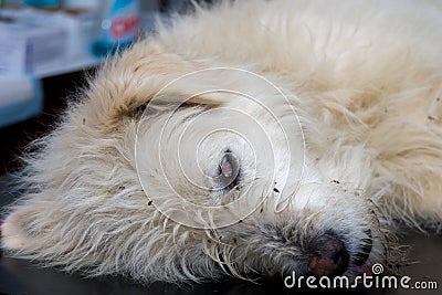 White dog sedated Stock Photo