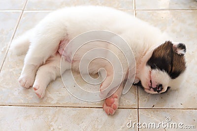 The white dog sleeps happily. Stock Photo