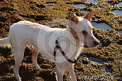 White dog Stock Photo