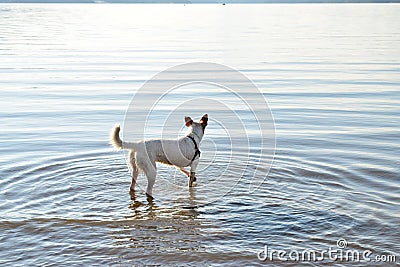 White dog Stock Photo