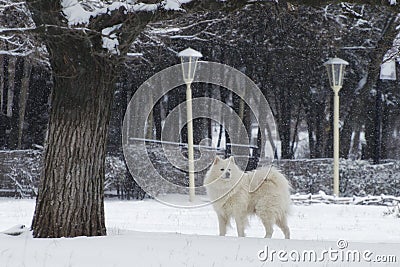 White dog walks on a snowy day Stock Photo