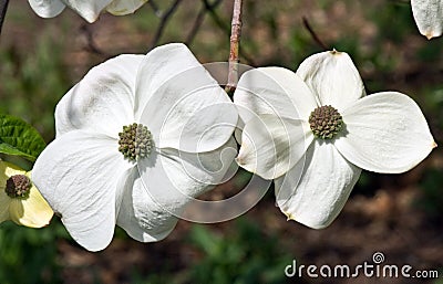 A Pair of White Dogwood Flowers Stock Photo