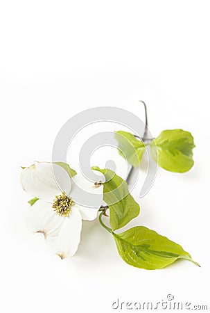 White Dogwood Bloom Stock Photo