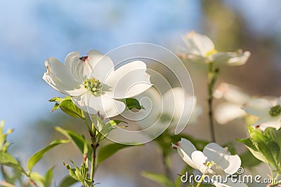 White Dogwood Blooms Closeup in Late Afternoon Sun Stock Photo