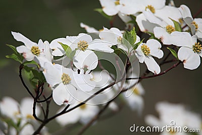 White Dogwood Blossoms Stock Photo