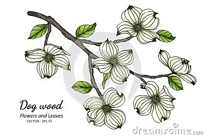 White dogwood flower and leaf drawing illustration with line art on white backgrounds Vector Illustration