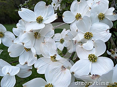 White Dogwood Flowers in April in Spring Stock Photo