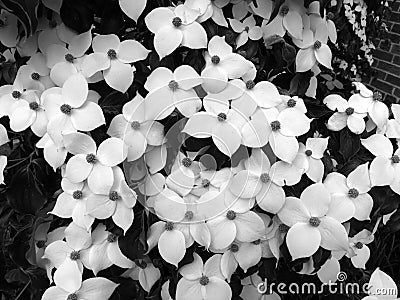 White Dogwood Flowers in May Stock Photo