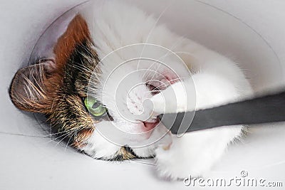 White domestic adorable funny cute sweet playful cat with green eyes playing close up on white background toned in cold colors Stock Photo