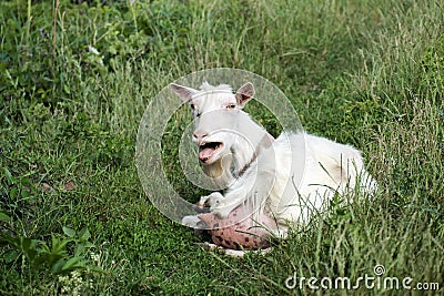 White domestic goat bleating in indignation Stock Photo