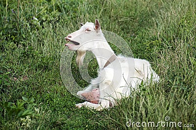 White domestic goat bleating in indignation Stock Photo