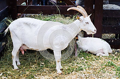 White domestic goat Stock Photo