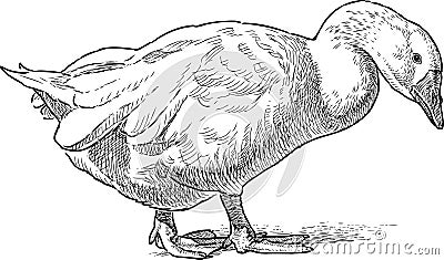 White domestic goose Vector Illustration