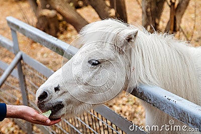 White donkey eats cabbage Stock Photo