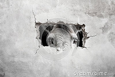 White donkey peeking out of a hole in a gray wall Stock Photo