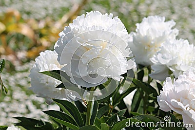 White double flowers of Paeonia lactiflora cultivar Baroness Schroeder. Flowering peony Stock Photo