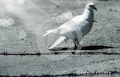 White dove ad wire Stock Photo