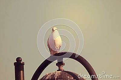 White Dove bird posing the camera. Stock Photo