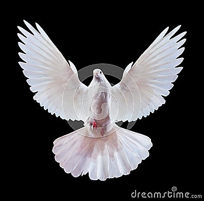 White dove on black Stock Photo