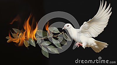 white dove and burning olive brunch Stock Photo