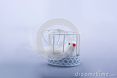 White dove in the cage, Pigeon locked in a cage Stock Photo