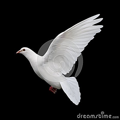 White Dove in Flight 11 Stock Photo