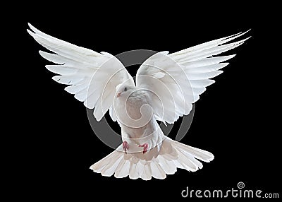 White dove in flight Stock Photo