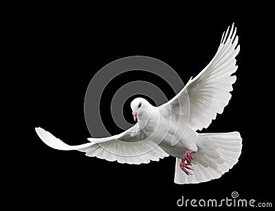 White Dove in Flight 6 Stock Photo