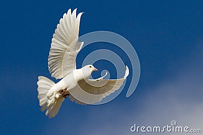 White dove in flight Stock Photo