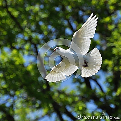 White dove fly Stock Photo